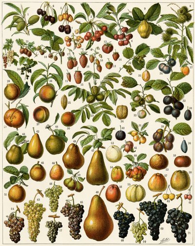 Zemědělství: Botanická tabule představující jedlé ovoce (třešeň, malina, jahoda, borůvka, broskev, meruňka, ořechy, hroznové víno, hruška, lískový ořech, fík, jablko, švestka...). Barevná litografie. od Unknown artist