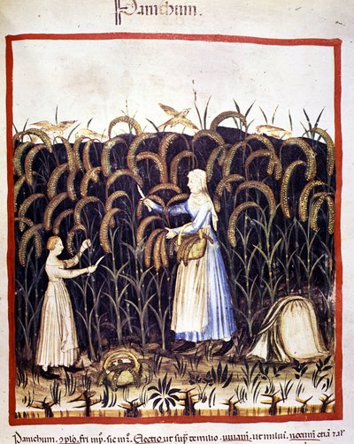 Zemědělství. Recolle panic (cereálie). Osvětlení z dojení medicíny a dietetiky „“Tacuinum sanitatis““ od Unknown artist