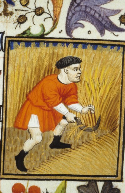 Alegorické zobrazení července. Sklizeň: rolník kosící zlatou pšenici. Miniatura rukopisu ze 14. století. od Unknown artist