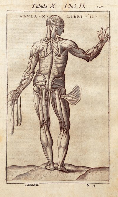 Anatomická deska představující muže na zádech. Rytina do „" Anatomia Corporis Humani " od Juana Valverde De Amusco (1525-1588). Barcelona. Biblioteca de Catalunya (Národní knihovna Katalánska, Barcelona). od Unknown artist