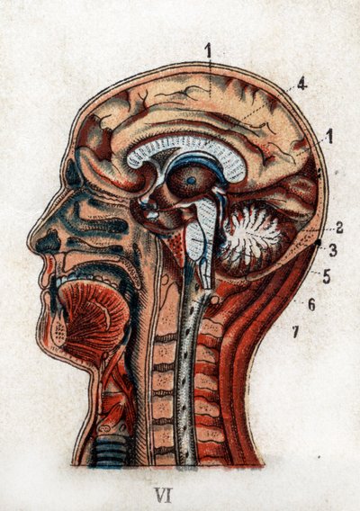 Anatomie: řez lidskou lebkou, řez mozkem a kostní dření. Deska představuje mozek, mozeček (se stromem života), prodlouženou dřeň rodící míchu. „Nový přírodní lék“ od F.E. Bilze.1898. od Unknown artist