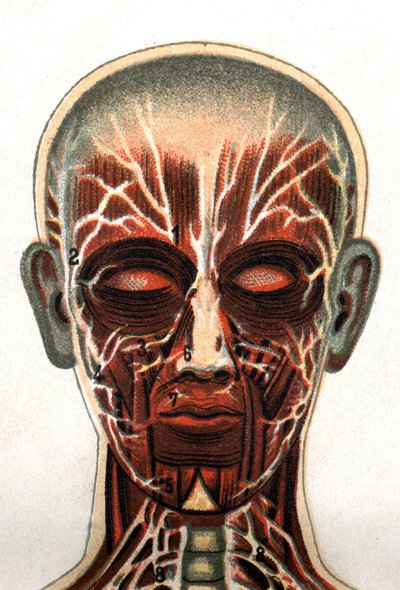 Anatomie: příčný řez lidskou lebkou, řez při pohledu zepředu představující svalový systém. „Nový přírodní lék“ od F.E. Bilze.1898. od Unknown artist