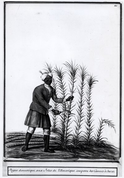 Antily, domácí negr řezání cukrové třtiny. od Unknown artist