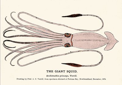 Architeuthis princeps, obří chobotnice selhala na pláži Fortune Bay (Newfoundland) v prosinci 1874 a poprvé ji popsal profesor A.E. Verrill. Erotická rytina. od Unknown artist