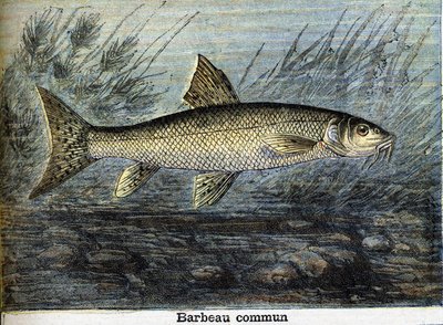 Parma obecná. Rytina z roku 1897 od Unknown artist