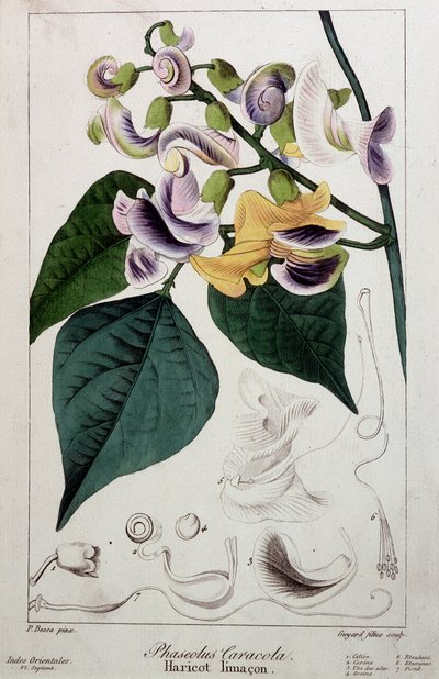 Fazolový slimák (phaseolus caracola), botanická deska od Unknown artist