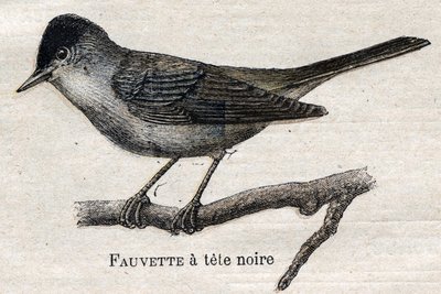 Ptáci užiteční v zemědělství: Pěnice černonohá od Unknown artist
