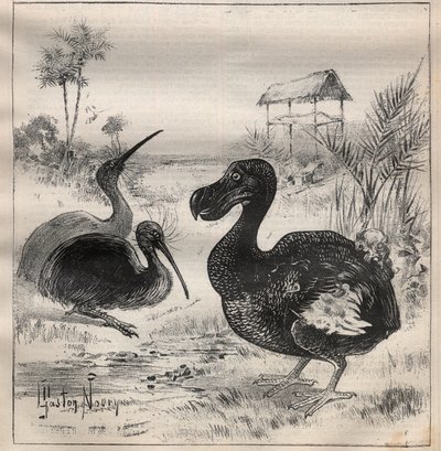 Ptáci, kteří mizí: dodo (nebo dronte) a apteryx (nebo kiwi kiwi) - rytina "" La Science francaise"" od Unknown artist