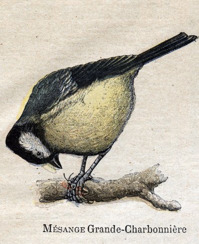 Ptáci užiteční pro zemědělství: Big Chickadee - Coal od Unknown artist