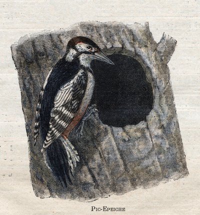 Ptáci užiteční pro zemědělství: datel od Unknown artist