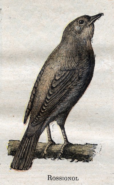 Ptáci užiteční v zemědělství: Slavík obecný od Unknown artist