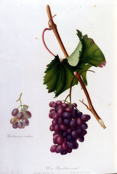 Černé hrozny. 19. století rytina. od Unknown artist