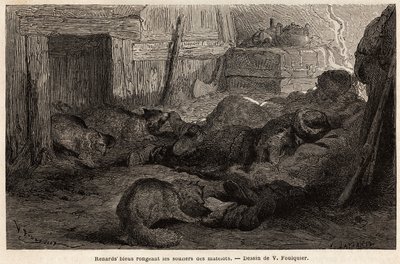 Modré lišky ohlodávají boty námořníků spící v útočišti pozorovací stanice, kresba V. Foulquier, pro ilustraci Spitzbergu od Unknown artist