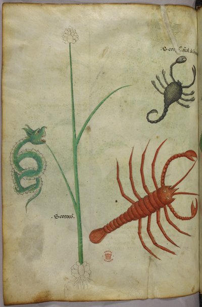 Botanická a zvířecí ilustrace. od Unknown artist
