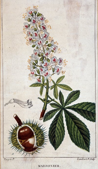 Botanická tabule - Květiny, listy a plody kaštanu od Unknown artist