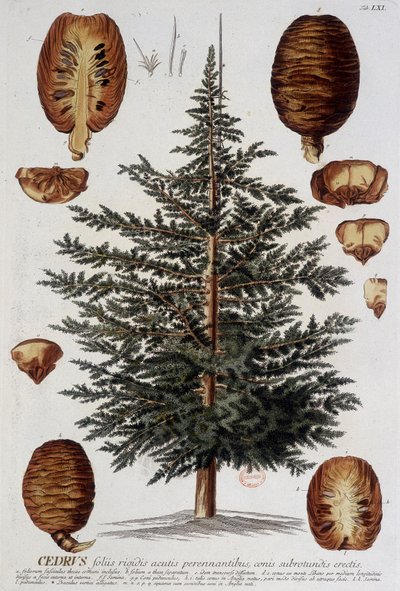 Botanická deska: Cedr. n.d. 19. století. od Unknown artist