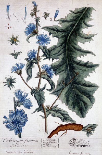 Botanická deska: cichorium factivum velseris (chicoree zahrad). od Unknown artist