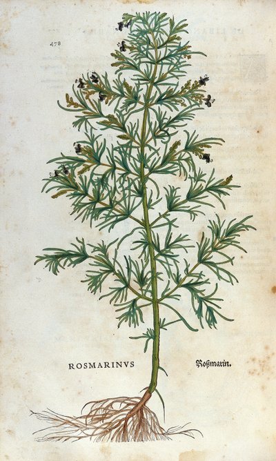 Botanická deska: rozmarýn (rosmarinus). Herbář Lheonarda Fuchse, „“ Historia Stirpium“, Bale od Unknown artist