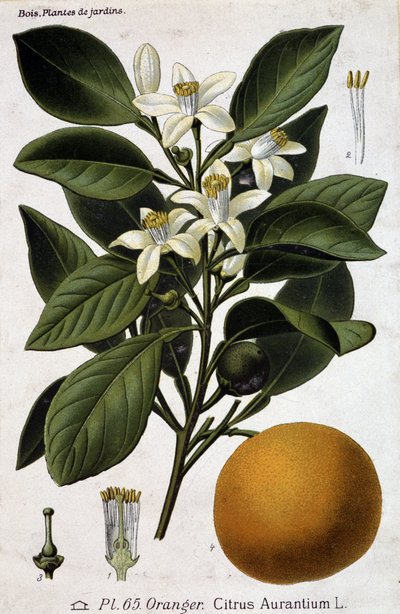 Větev, květ a ovoce pomerančovníku - botanická deska od Unknown artist