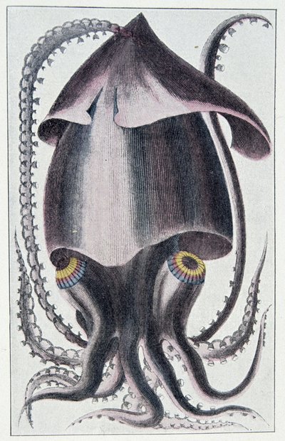 Brazilská chobotnice - podle Denyse Montforta v „Obecné a zvláštní přírodní historii měkkýšů“, Paříž od Unknown artist