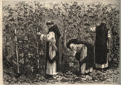 Burgundští mniši pěstující vinnou révu - Louis Figuier - konec 19. století od Unknown artist