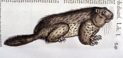 Castor - v "Historie zvířat" od Conrada Gesnera (1516 - 1565), Tiguri od Unknown artist