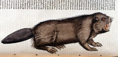 Castor - v "Historie zvířat" od Conrada Gesnera, Tiguri od Unknown artist