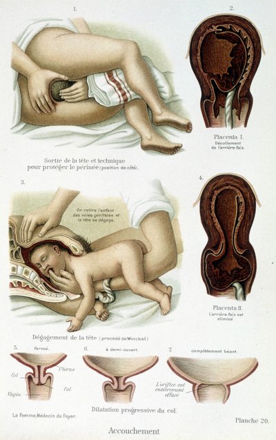 Porod - vědecká rada, konec 19. století od Unknown artist