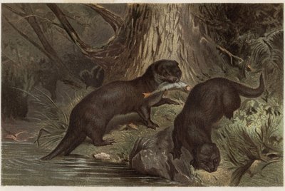 Vydra chilská – vydra říční, Lontra provocax – rytina z „”Brehmova života zvířat”” od Alfreda Edmunda Brehma (1829-1884) od Unknown artist