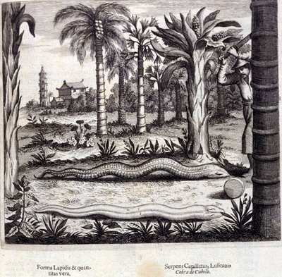 Kobra a jedovatý had z Indie. „De China Monumenta“ od Athanasius Kircher (1601 - 1680), jezuita, orientalista a germanista, Amsterdam 1667. od Unknown artist
