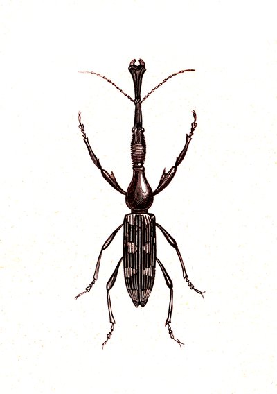 Coleoptera: Brenthus Temminchii od Unknown artist