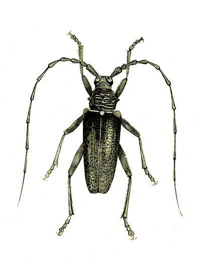 Coleoptera: Cerambyx hrdinové od Unknown artist