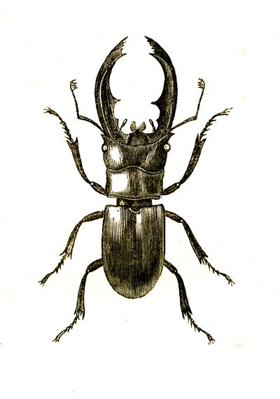 Coleoptera: Hexarthius Buqueti tai Lucanus od Unknown artist