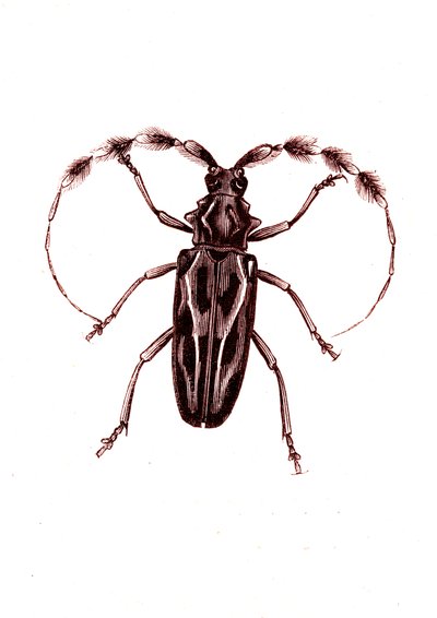 Coleoptera: Lophocerus barbatus od Unknown artist