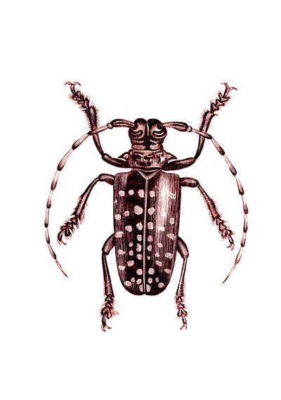 Coleoptera: Ophoptera Tollii od Unknown artist
