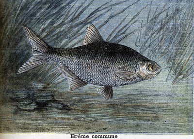 Common Breme. Rytina z roku 1897 od Unknown artist