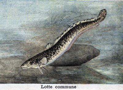 Rytina Common Lotte z roku 1898 od Unknown artist