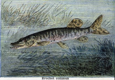 Štika obecná. Rytina z roku 1897 od Unknown artist