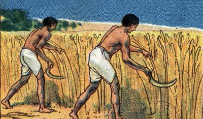 Každodenní život ve starověkém Egyptě: rolníci sklízející bles, začátek 20. století (chromo) od Unknown Artist