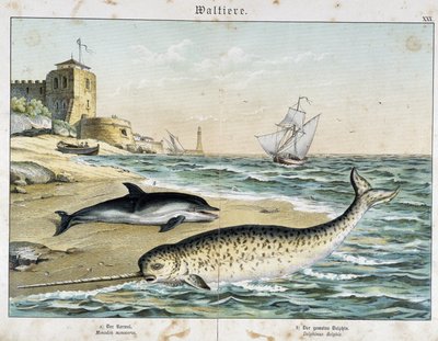 Dauphin a Narwhal (nebo Narwhal), kytovec - v “”Přírodě savců””, ed. Schreiber od Unknown artist