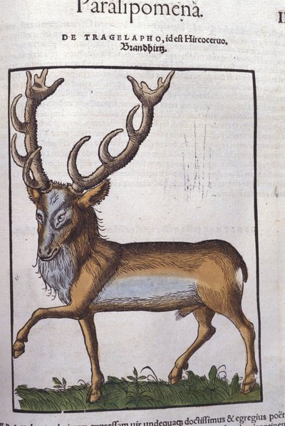 Jelen po Historia animalium od Konrada Gesnera, Tiguri od Unknown artist