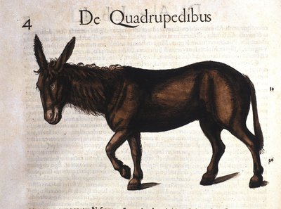 Oslík z Historia Animalium od Conrada Gesnera, Tiguri 1560 od Unknown artist