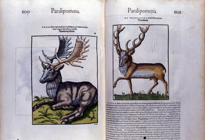 Dvoustrana jelenů v Historia Animalium od Conrada Gesnera (1516 - 1565), Tiguri od Unknown artist