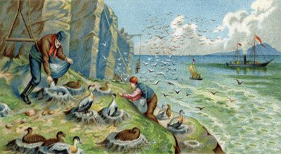 Dolů produkce v Novém Zemblu, Rusko: muži pověření sbíráním vajec a peří musí lézt po skalách, aby se dostali k hnízdům. Chromolitografie 19. století od Unknown artist