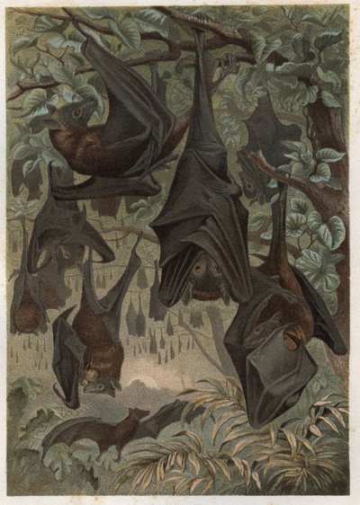 Kalaň egyptský nebo egyptská rouseta (Rousettus aegyptiacus) - rytina z „“Brehmova života zvířat”” od Alfreda Edmunda Brehma (1829-1884) od Unknown artist