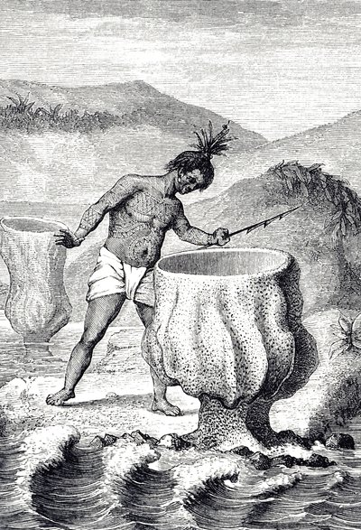 Rytina zobrazující různé houby zvané Neptunův pohár (Thalassema Neptun) od Unknown artist