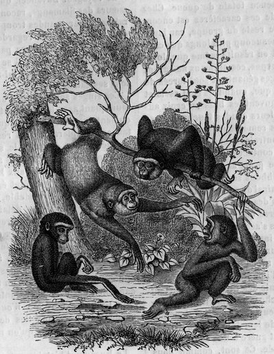 Rytina představující Gibbons Hoolock z Indie. od Unknown artist