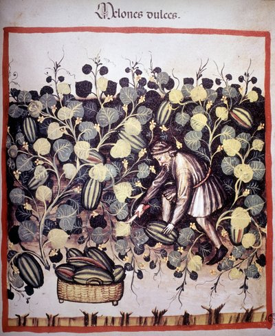 Rytina představující sbírku melounů z „Tacuinum Sanitatis“. B.N, Vídeň. od Unknown artist