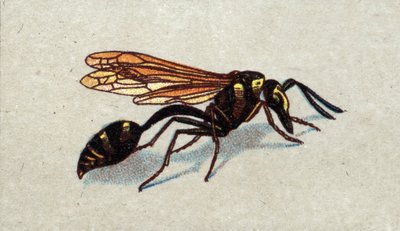 Entomologie: vyobrazení arquee guepe, série o hmyzu, začátek 20. století (chromo) od Unknown Artist