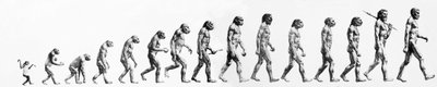 Evoluce: Srovnání morfologií od opice po současného člověka (různí hominidové). Koncová rytina 19. století. od Unknown artist